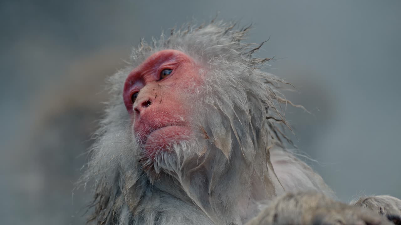 Get an up-close view of a snow monkey as it enjoys a moment of relaxation in the hot springs of Jigokudani Onsen.
