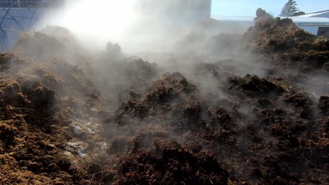 steam rising from a heap of horse manure in the farm