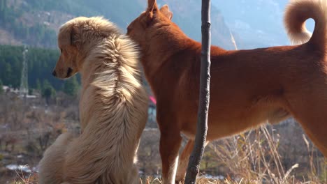 perros marrones y blancos se cuidan dulcemente