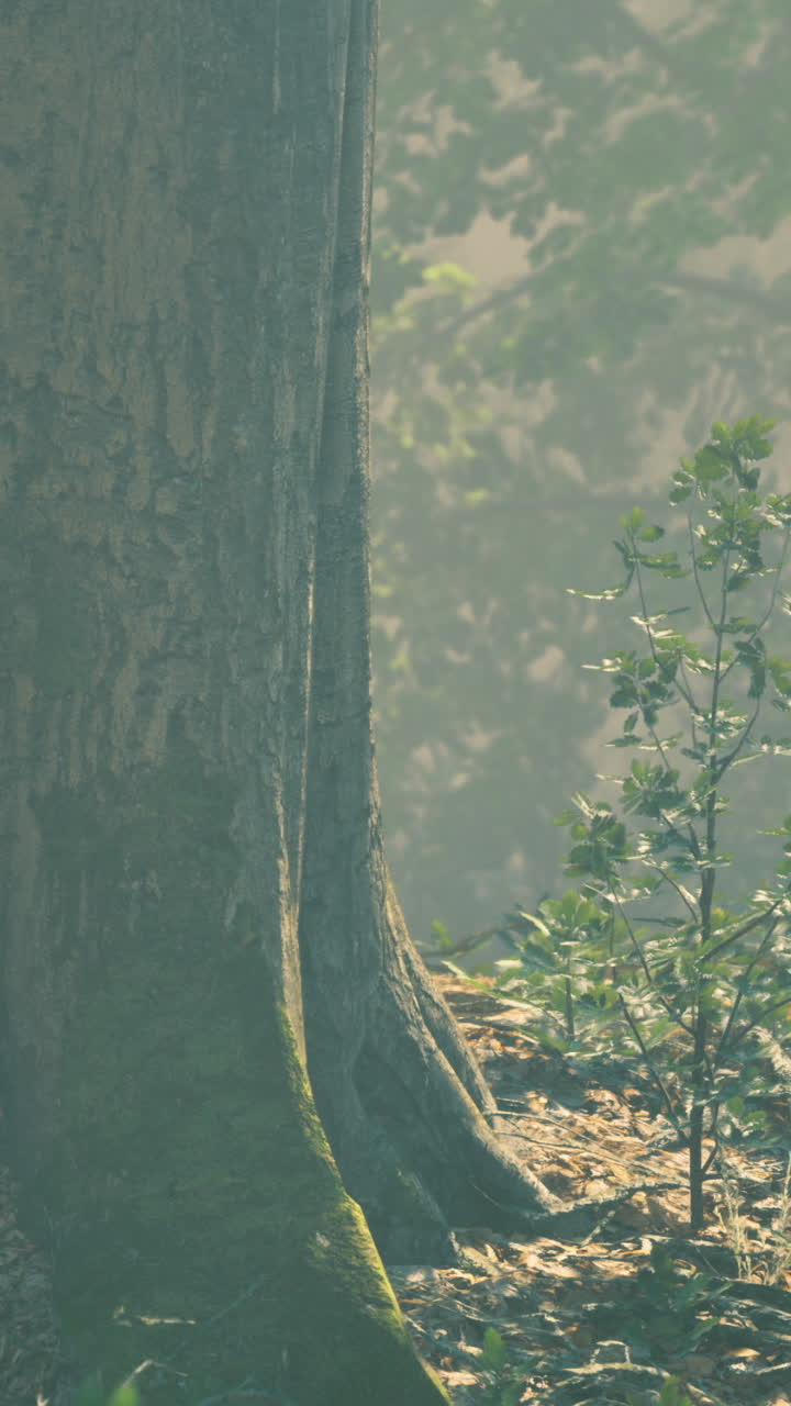 Misty morning forest with tall trees and vibrant undergrowth in nature