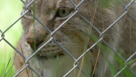 side view of lynx in captivity - extreme close up inside zoo