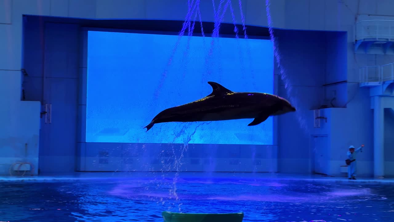 Aquarium workers near a large tank during a marine animal show in Tokyo indoors