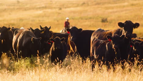 majestic herd of cows in a beautiful golden valley