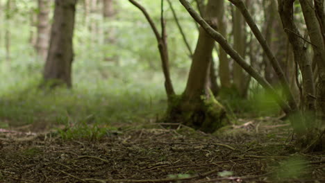 Nahaufnahme-Von-Moos-Oder-Flechten,-Die-Auf-Einem-Baumstamm-Im-Wald-Wachsen-1