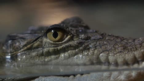 close-up of a crocodile's head