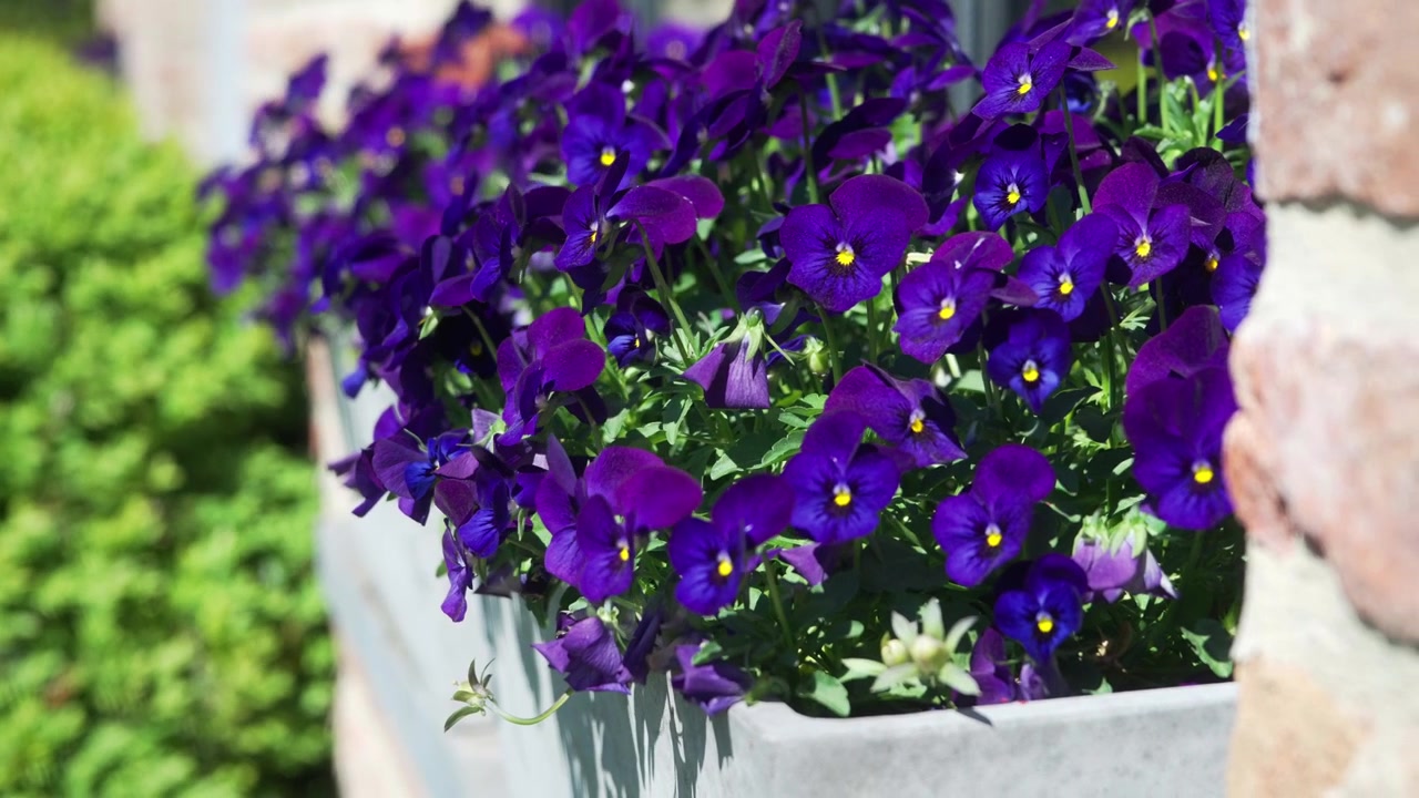 Naturskønne udendørs lilla blomster blomstrer i solen uden for et traditionelt europæisk hjem. Vinden blæser blidt gennem blade og blomster. Lobelia.