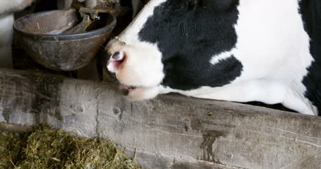 Kuh-Frisst-Heu-Im-Bauernhof-Scheune-Landwirtschaft-Milchkühe-Im-Landwirtschaftlichen-Bauernhof-Scheune-Stall-1