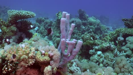 grey tube sponge on coral reef in the red sea