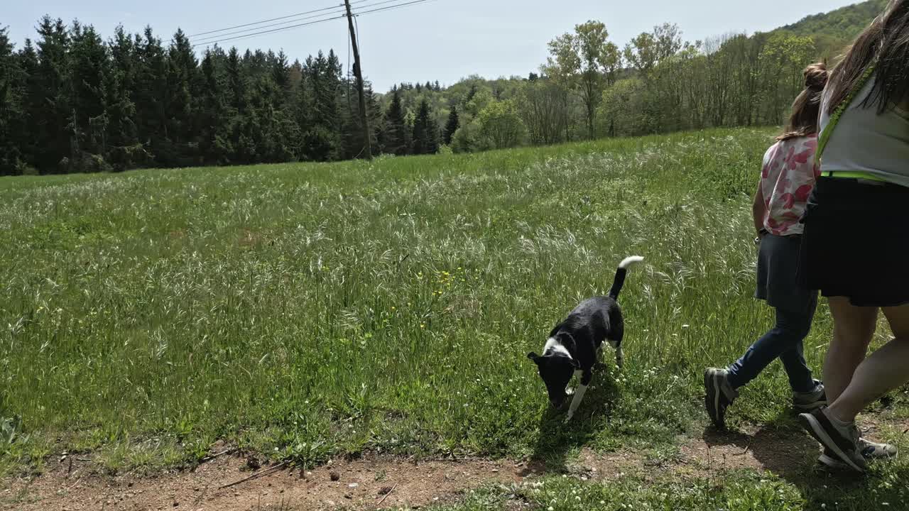 Two women enjoy a healthy lifestyle, practicing nordic walking with trekking poles in a beautiful green meadow, accompanied by their border collie dog