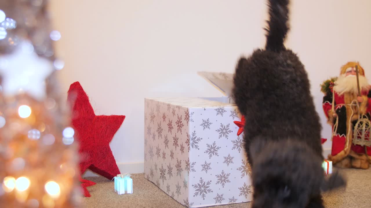 un perrito salta de una caja de regalos en navidad, en cámara lenta.
