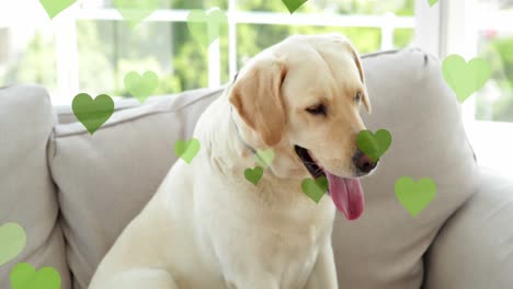 animación de los iconos de corazón sobre el perro