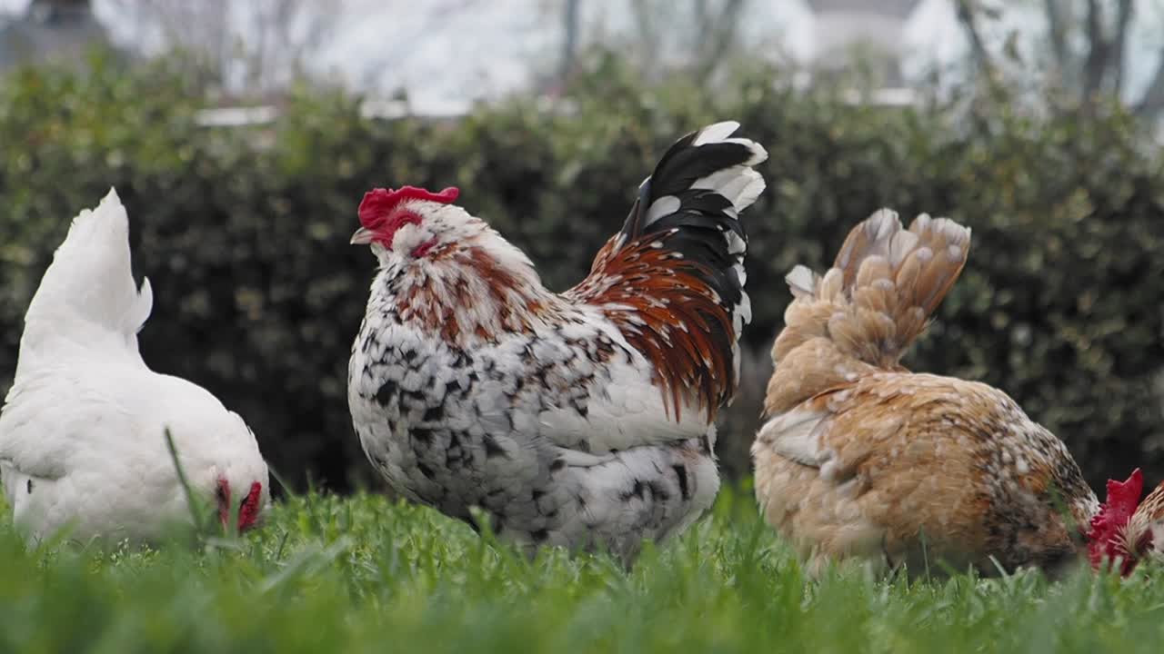 Three Chickens in a Field