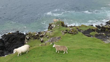 white sheep on a hill feeding themselves at isle of skye in scotland, uk with water waves