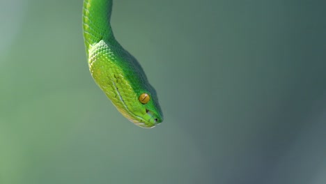 La-Víbora-De-Labios-Blancos-Es-Una-Víbora-Venenosa-Endémica-Del-Sudeste-Asiático-Y-A-Menudo-Se-Encuentra-Durante-La-Noche-Esperando-En-Una-Rama-O-Rama-De-Un-árbol-Cerca-De-Un-Cuerpo-De-Agua-Con-Muchos-Alimentos