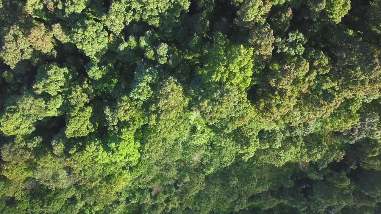 video de drones de arriba hacia abajo de la parte superior de los árboles de la densa selva tropical en el valle