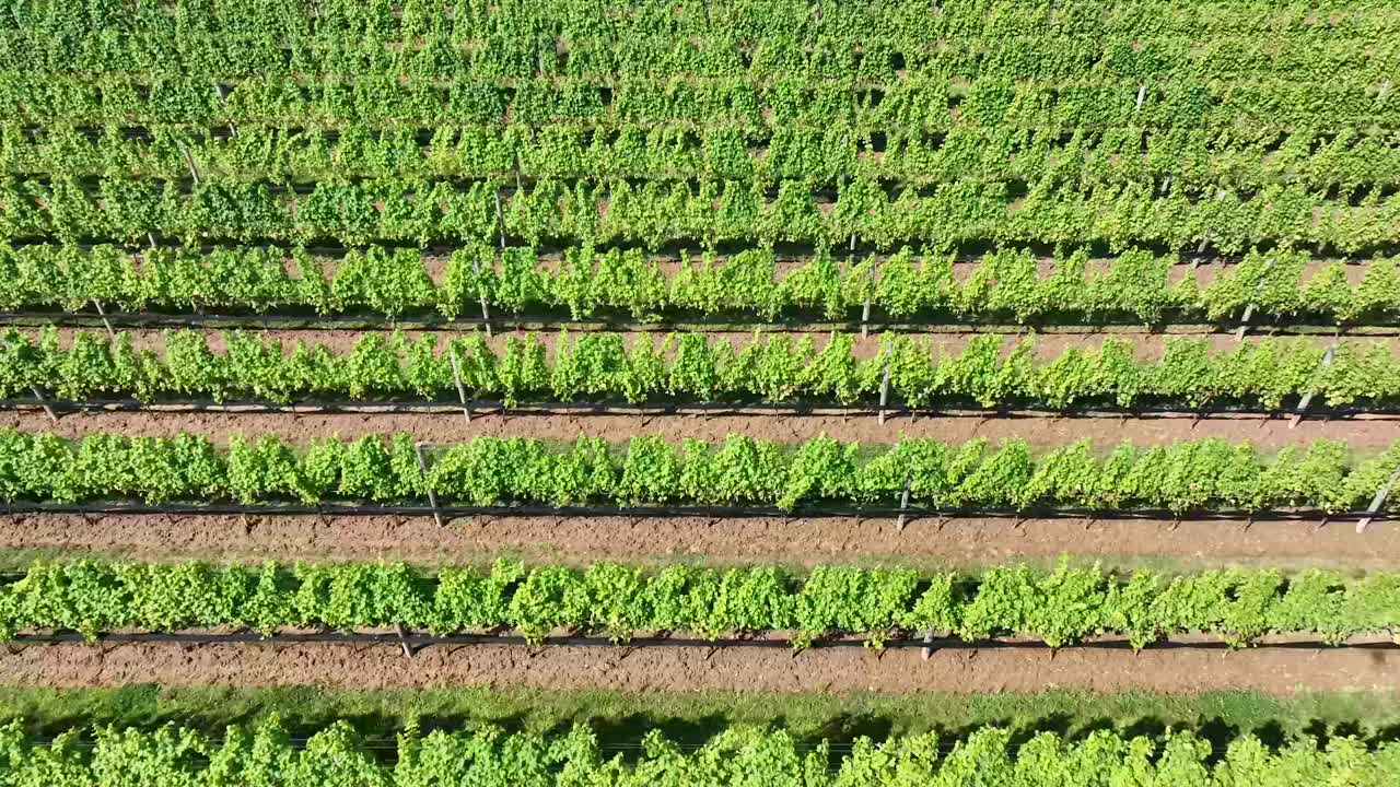 aerial view of grapevine in long island vineyard