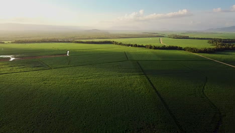 drone circling high over endless sugarcane fields with warm sunset to left of frame