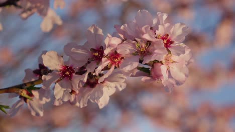 flowers branch