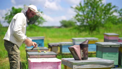 apiculturist on a bees farm. beekeeper inspecting beehive among nature. bee chimney on a hive to calm bees with smoke. bees flying on apiary.