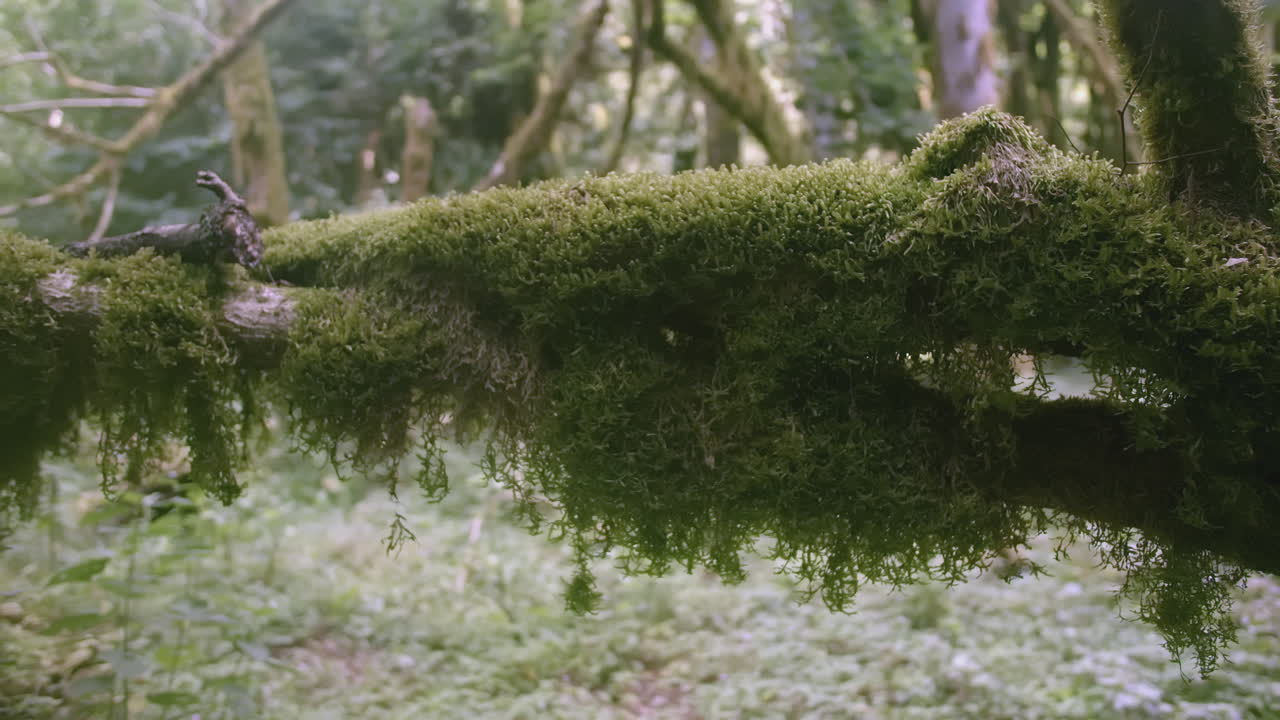 rama cubierta de musgo en un bosque