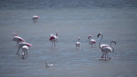 Flock-of-greater-flamingo-birds-wading-and-grazing-in-river,-France