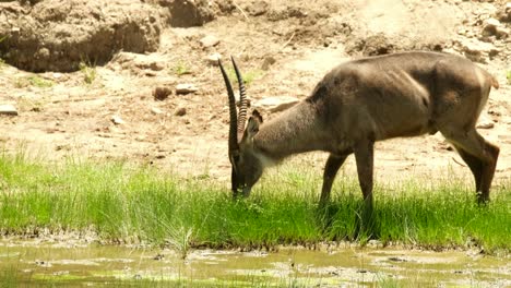 un buque acuático mordisquea hierba jugosa en un prado junto a un arroyo en la naturaleza salvaje de la sabana africana