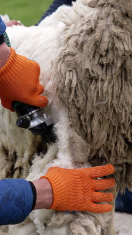 sheep shearing