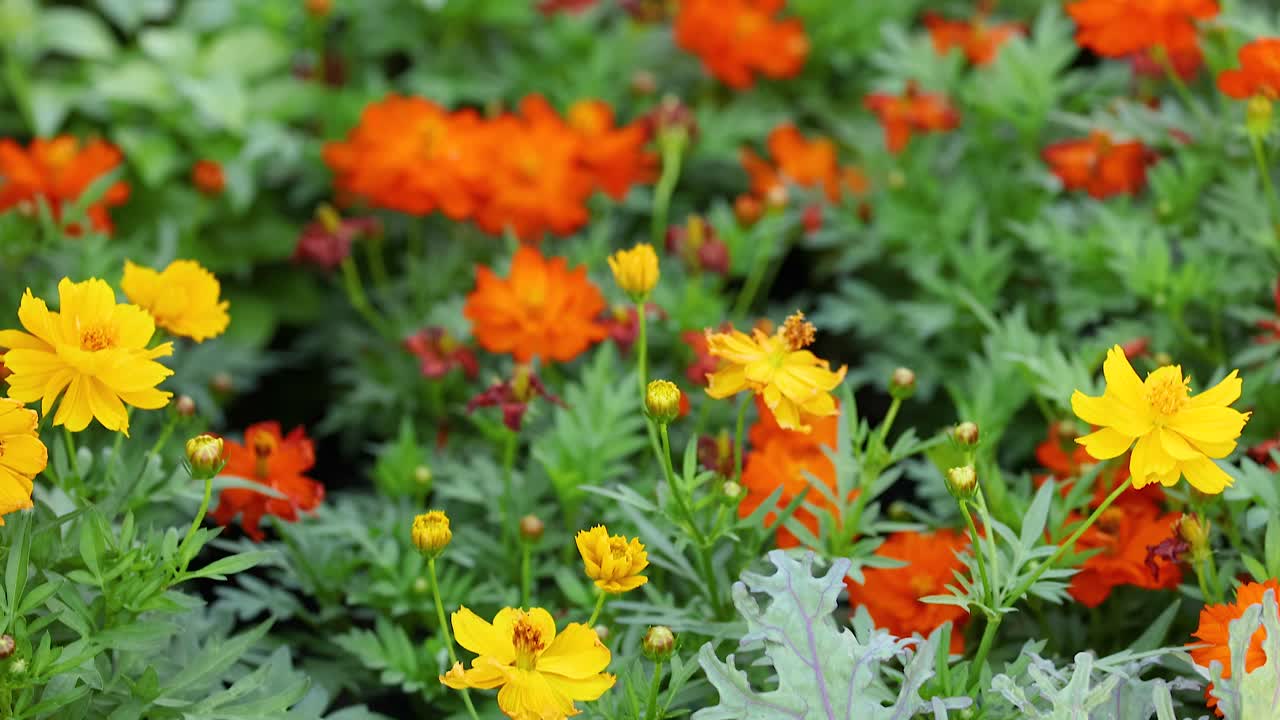 flores coloridas floreciendo en un jardín exuberante