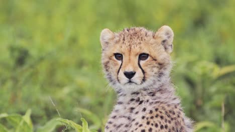 Gepardenjunges-Aus-Nächster-Nähe-In-Tansania-Im-Serengeti-Nationalpark-In-Afrika,-Süße-Tierbabys,-Porträtaufnahme-Des-Gesichts-Eines-Gepardenjungen-Auf-Einer-Safari-Mit-Afrikanischen-Wildtieren