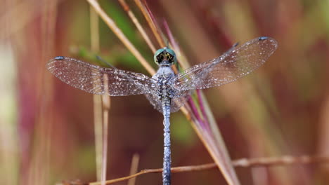 top down shot of a blue colour dragon fly clinging to a grass blade covered with dew drops on a winter morning