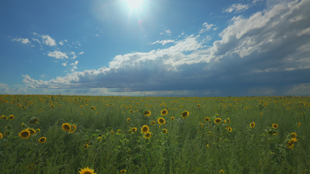 Cinematic aerial gimbal slow motion Denver Colorado sunny summer heavy rain thunderstorm afternoon stunning farmers sunflower field for miles front range Rocky Mountain landscape slide to right