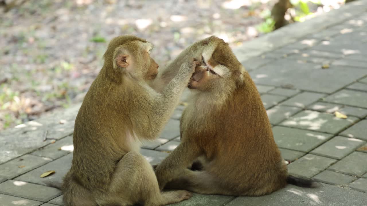 Two monkeys engage in grooming behavior on a tiled path in natural light, creating a serene and intimate moment