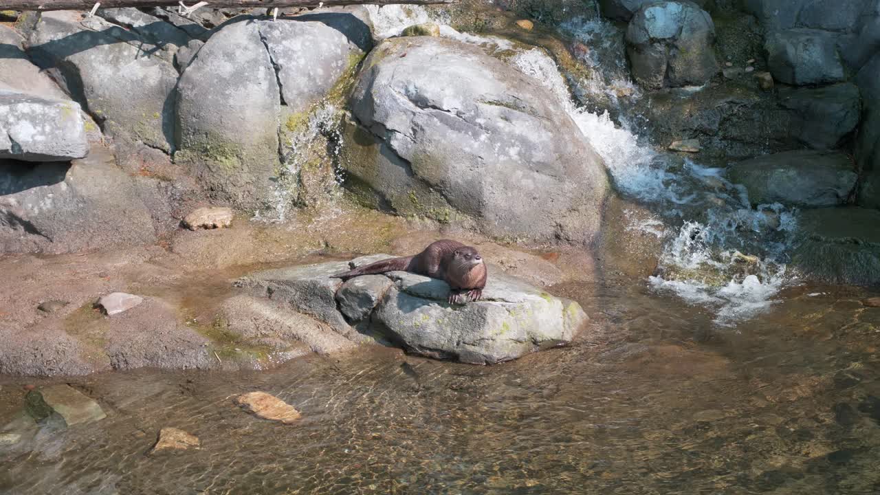 A river otter sits on a sunny rock in front of a small waterfall and dives into the water, swimming off