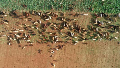 Vista-Aérea-De-Una-Franja-De-Pastoreo-De-Un-Rebaño-De-Ganado-Con-Cercas-Eléctricas-Móviles-En-Una-Granja-Rural,-Sudáfrica