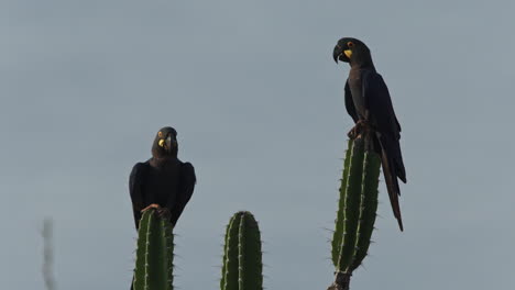 Especies-En-Peligro-De-Extinción-Adultos-Guacamayo-De-Lear-Pareja-Descansando-Sobre-Cactus-De-Caatinga-Brasil