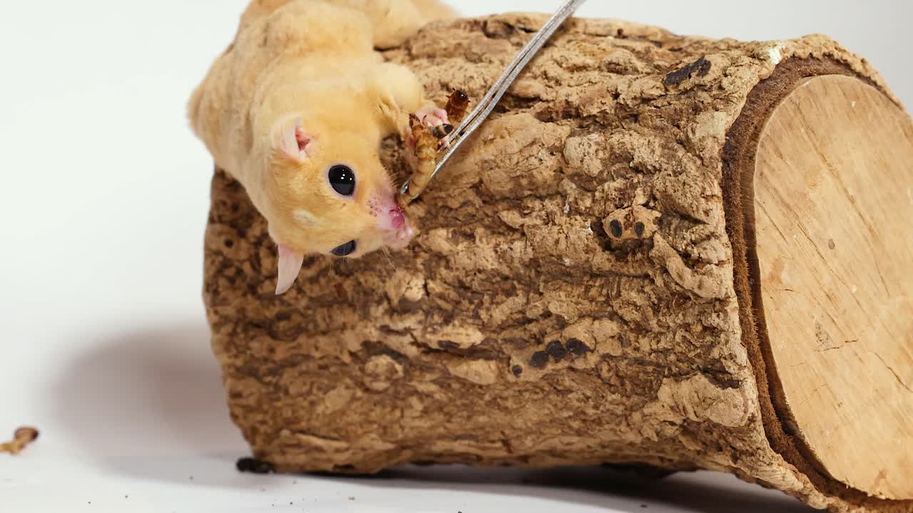 Un petauro dello zucchero mangia un verme della farina offerto con delle pinzette mentre è appollaiato su un tronco