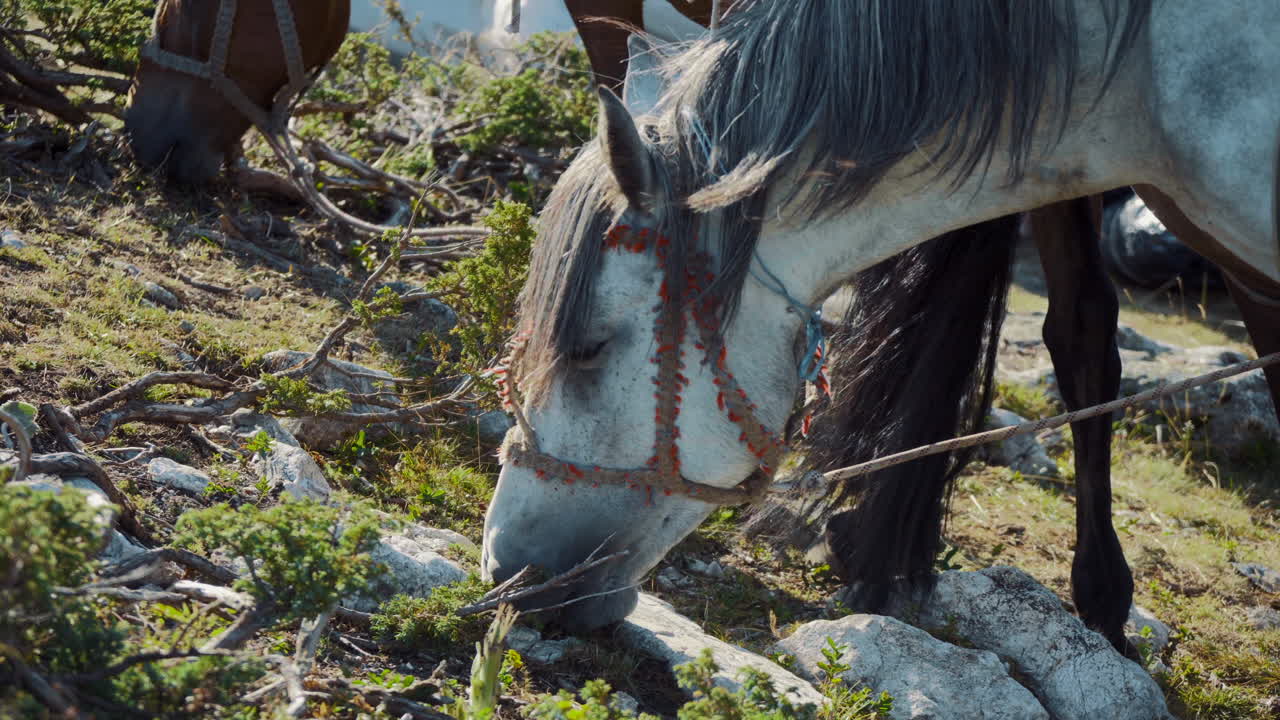 A white horse in the foreground grazing grass. Located on the Rila Lakes in Bulgaria. A cargo horse carrying luggage