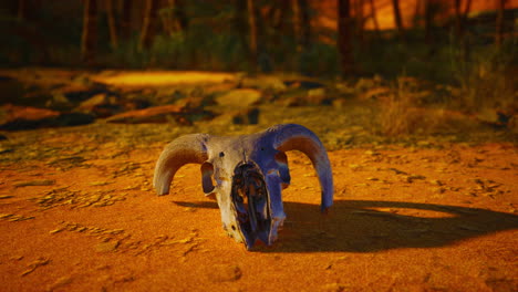 a ram skull in the desert