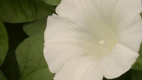 Weißes-Efeu-Pflanzenblumenmakro