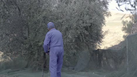 A-workman-in-blue-overalls-harvesting-olives-from-a-tree,-static