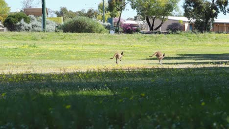 Kangaroos-hopping-in-urban-space,-car-in-the-background-Wide-angle