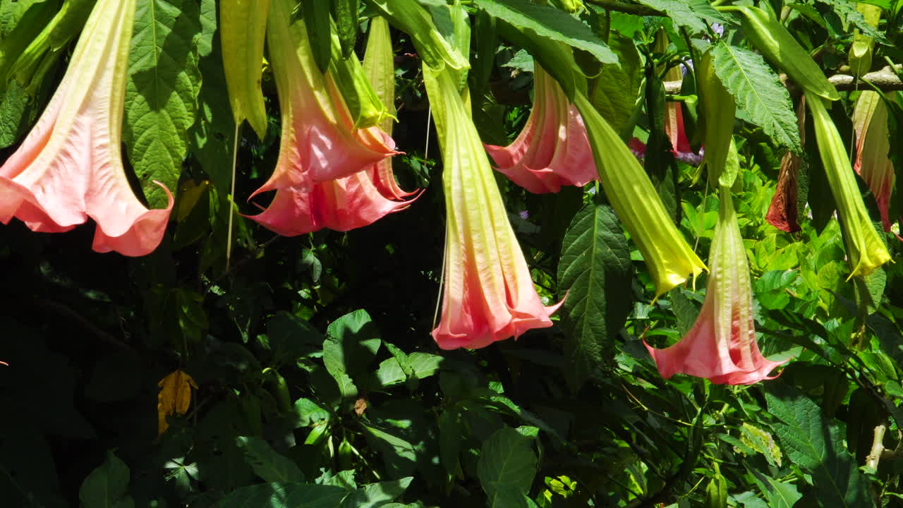 pan tilt up de brugmansia suaveolens en día soleado