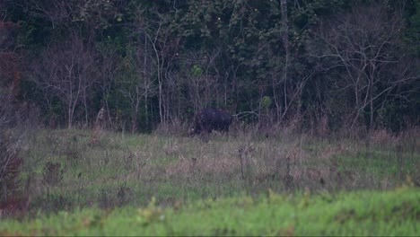 Pastando-En-Las-Amplias-Praderas-Del-Parque-Nacional-De-Tailandia,-El-Gaur-Bos-Gaurus,-Está-Comiendo-Antes-De-Que-Termine-El-Día