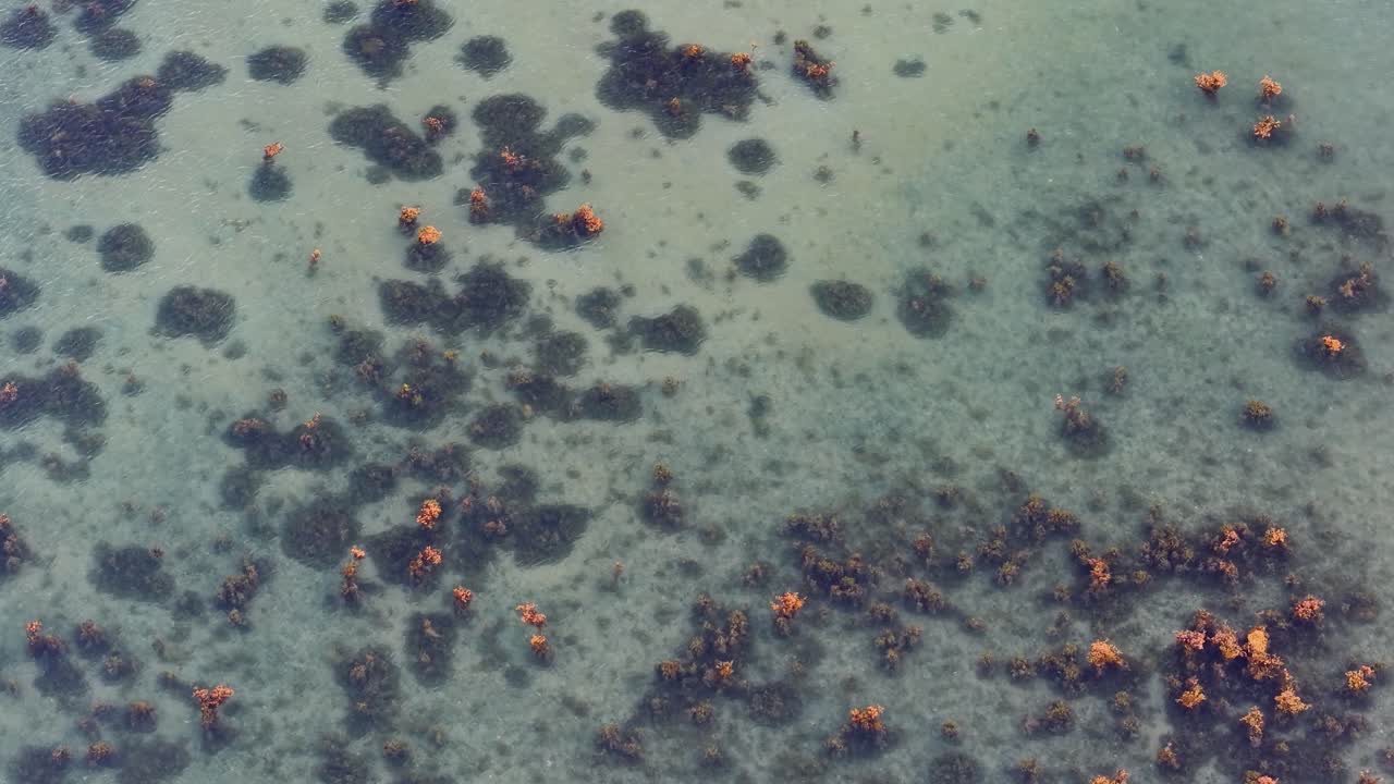 Foto aerea dall'alto verso il basso realizzata con drone di acqua limpida poco profonda cosparsa di rocce scure e chiazze di alghe lungo la costa nella baia di Aarhus, Danimarca