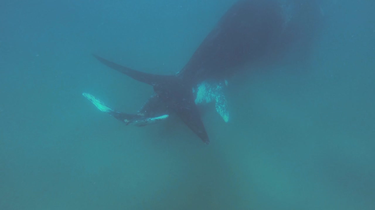 송아지와 함께 남쪽 참고래는 깊고 푸른 바다에서 수영