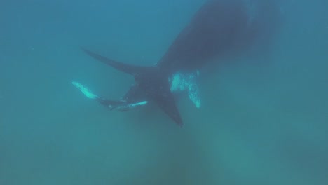 Southern-Right-Whale-With-Calf-Swims-On-The-Deep-Blue-Sea