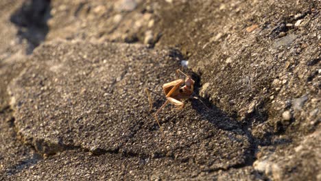 mantis religiosa marrón o mantid de la familia mantidae sentada en la roca y chupando su pierna sosteniéndola en la garra de la pata delantera al atardecer