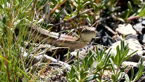 el peligro de la serpiente 4k