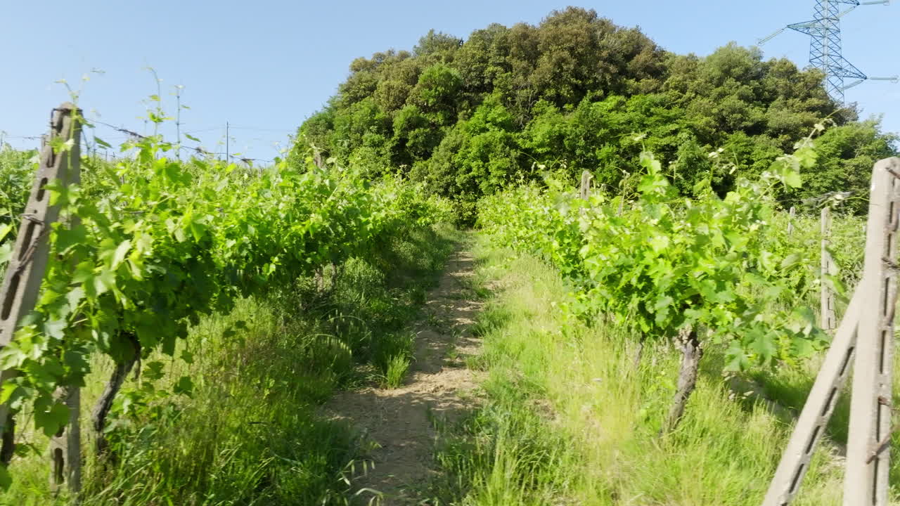 Aerial tracking shot low in front of green, grape vine plants, summer in Tuscany