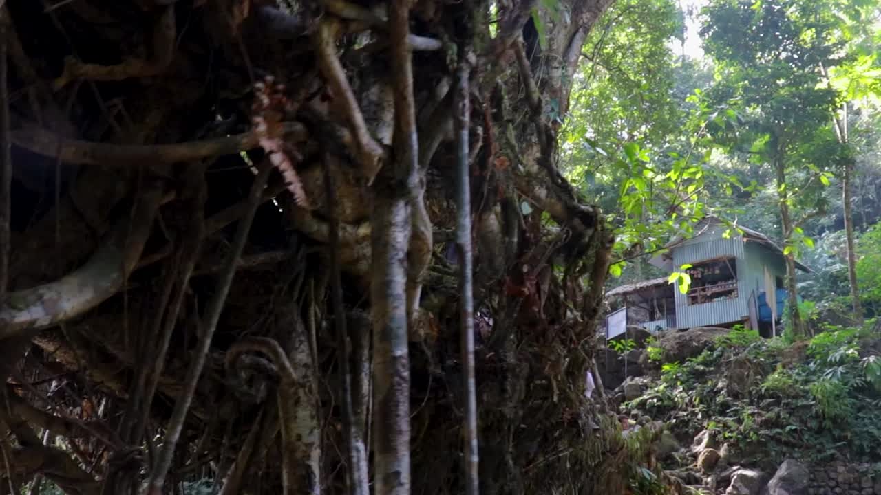 double decker living route bridge built by nature at forests from low angle video is taken at cherrapunji meghalaya india on Mar 10 2022.